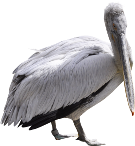 Pelican PNG-46568